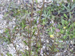Iberis ciliata contracta