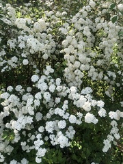 Spiraea