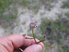 Iberis ciliata contracta