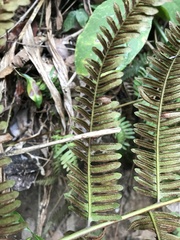 Polypodiopsida