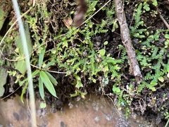 Selaginella mittenii