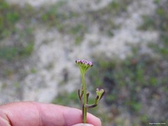 Iberis ciliata contracta