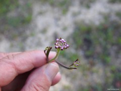 Iberis ciliata contracta