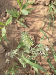 Eremopyrum orientale