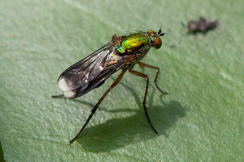 Semaphore Fly, photo 1 of 10