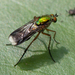 Semaphore Fly - Photo (c) Jürgen Mangelsdorf, some rights reserved (CC BY-NC-ND)