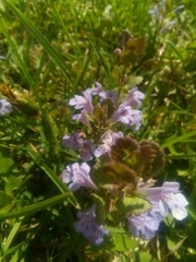 Glechoma hederacea