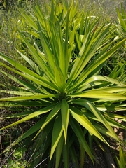 Yucca gigantea