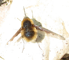 Bombylius fimbriatus