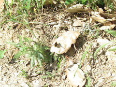 Bombylius fimbriatus