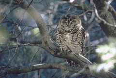 Strix occidentalis lucida