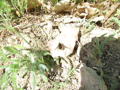 Bombylius fimbriatus