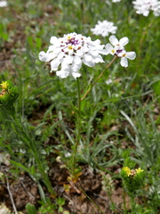 Iberis pectinata