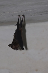 Hipposideros armiger