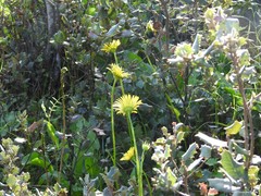 Doronicum plantagineum