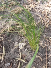 Poa anceps