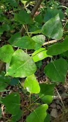 Populus