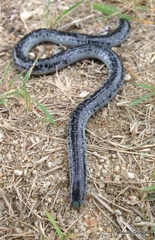 Afrotyphlops schlegelii