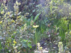 Doronicum plantagineum