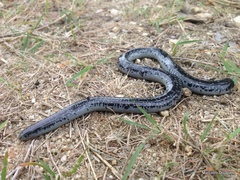 Afrotyphlops schlegelii