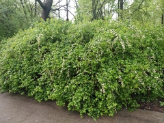 Neviusia alabamensis