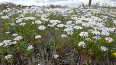 Iberis pectinata