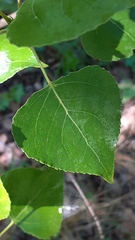 Populus