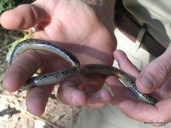 Afrotyphlops schlegelii
