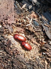 Uloma culinaris