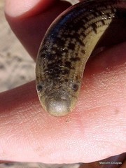 Afrotyphlops schlegelii