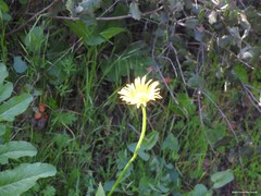 Doronicum plantagineum