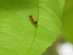 Dolichoderus diversus