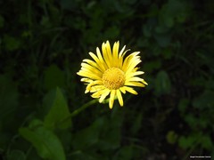 Doronicum plantagineum