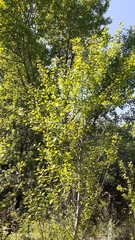 Populus