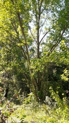Populus