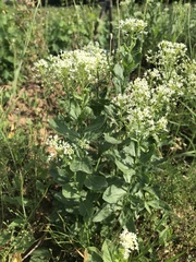 Lepidium draba