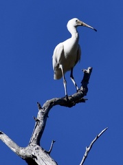 Platalea flavipes