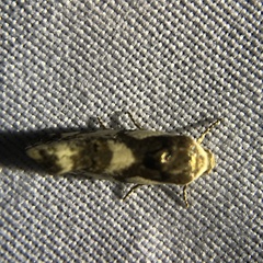 Acontia detrita