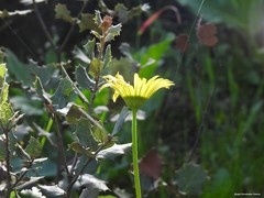 Doronicum plantagineum
