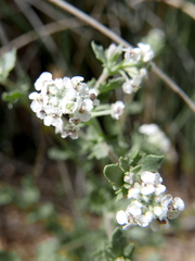 Lepidium cardamines