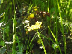Doronicum plantagineum