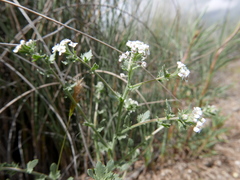 Lepidium cardamines