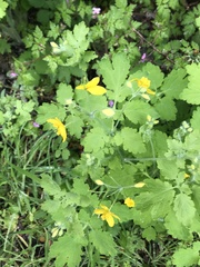 Chelidonium majus