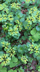 Chrysosplenium oppositifolium