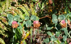 Pimelea ligustrina ciliata