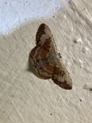 Idaea vacillata