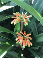 Clivia gardenii