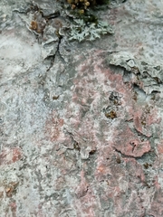 Fungi