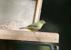 Passerina ciris ciris