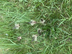 Plantago lanceolata